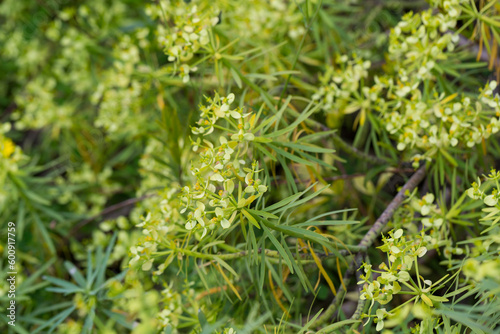 Tabaiba salvaje (Euphorbia regis-jubae) is a shrub endemic of Canary Islands photo