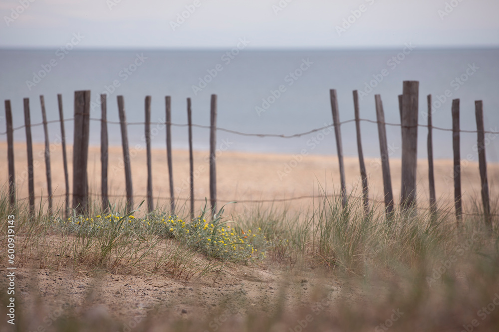 Sea background with sand and plants close-up. Wooden fence by the beach, coastal vegetation with grass and yellow flowers. Moody, romantic sea landscape.