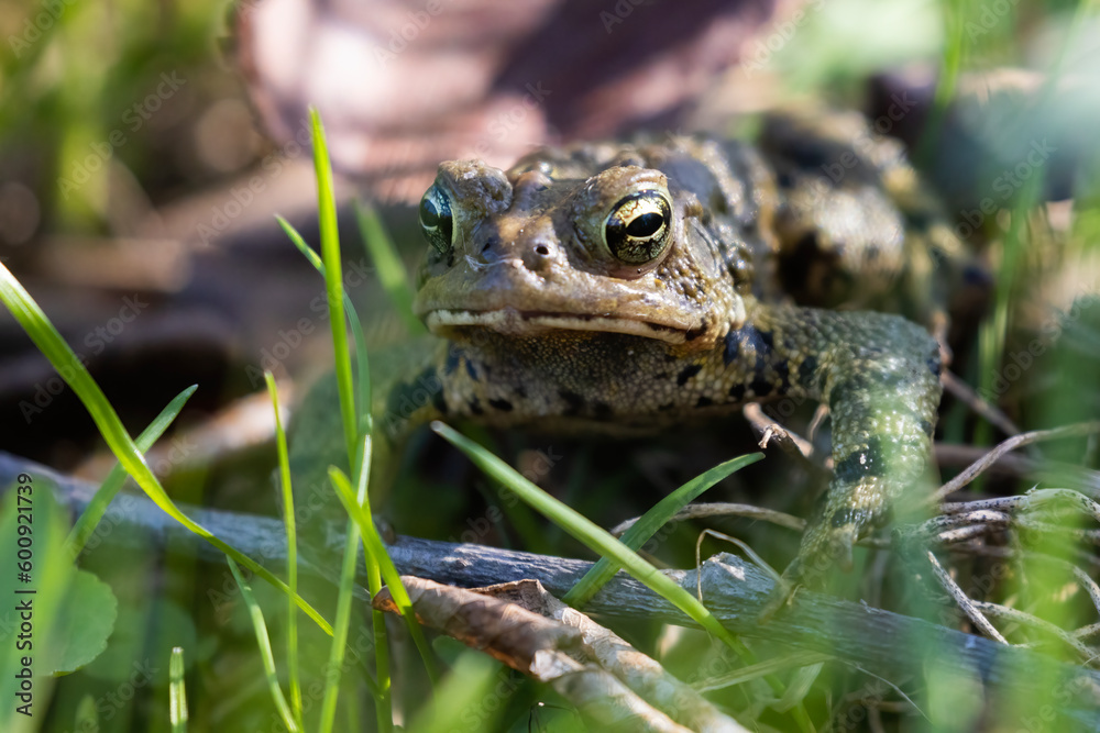 Fototapeta premium American toad (Anaxyrus americanus) in spring