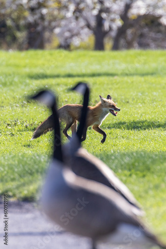 Red fox hunting Canada goose  photo