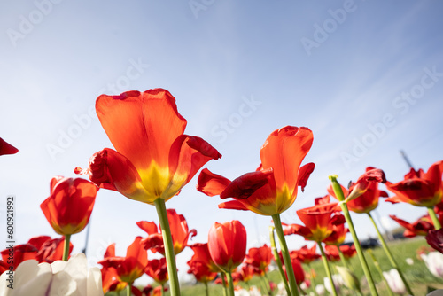 red tulips gazing upwards from below blue sky