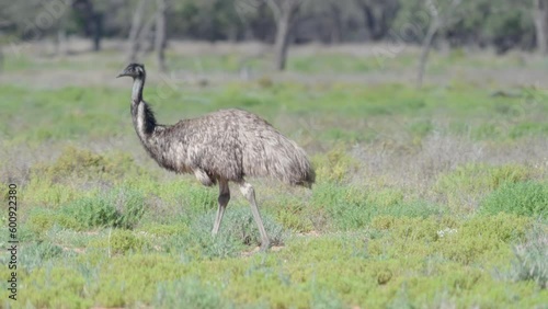 a slow motion tracking shot of an emu foraging on ground plants near cunnamulla in outback qld, australia photo