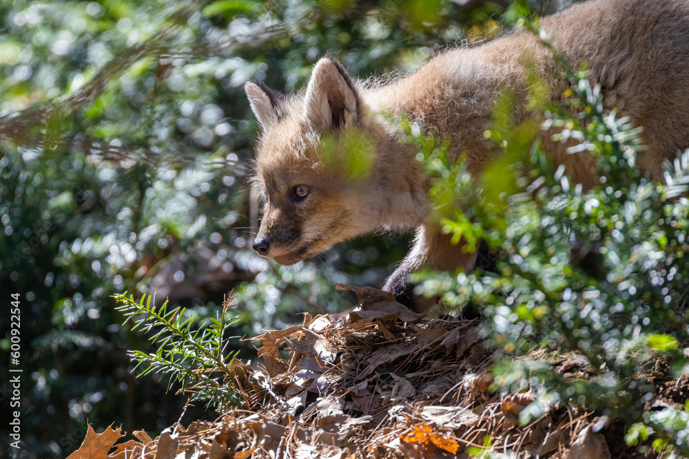 Obraz premium Cute baby fox in spring