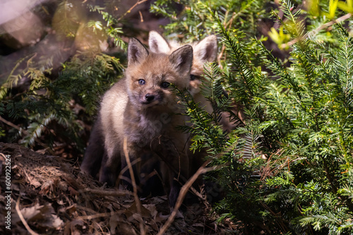 Cute baby fox in spring