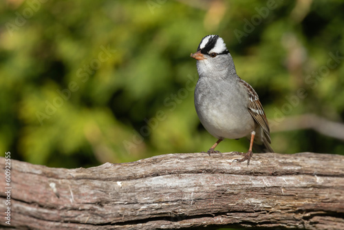 Male white-crowned sparrow (Zonotrichia leucophrys) in spring photo