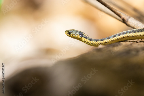  common garter snake (Thamnophis sirtalis) 