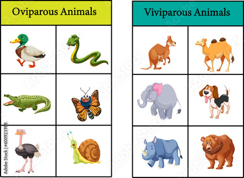 oviparous animals and viviparous animals vector image photo