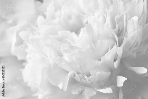 Beautiful white peony flower as background, closeup