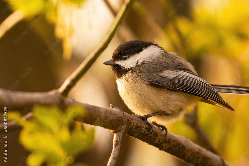 Obraz premium Beau Cotter2023