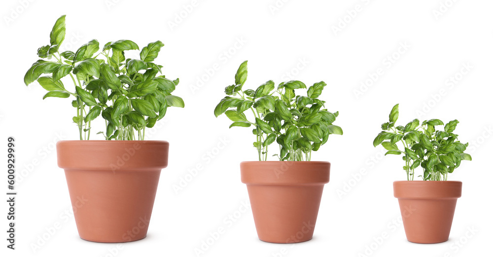 Basil growing in pots isolated on white, different sizes Basil growing in pots isolated on white, different sizes