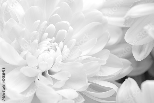 Beautiful white chrysanthemum flowers as background, closeup © New Africa