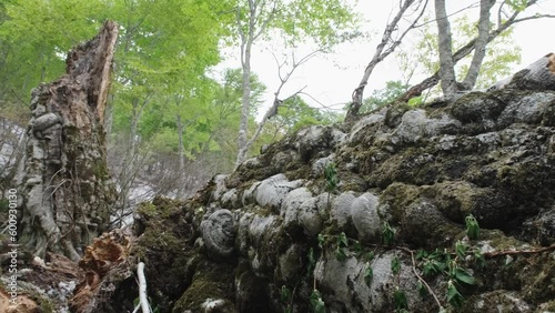 信州鍋倉山の森太郎倒れる　2022年5月
