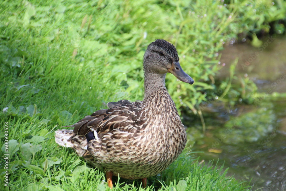 duck on the grass duck on the grass