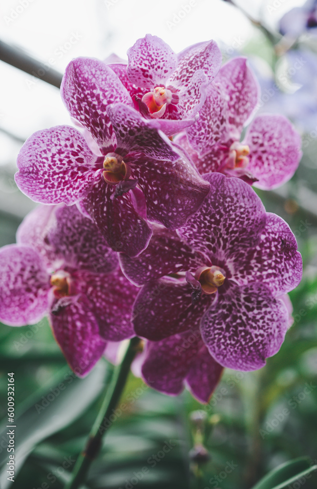 orchids beautiful flowers blooming in spring decorate the beauty of nature orchids beautiful flowers blooming in spring decorate the beauty of nature