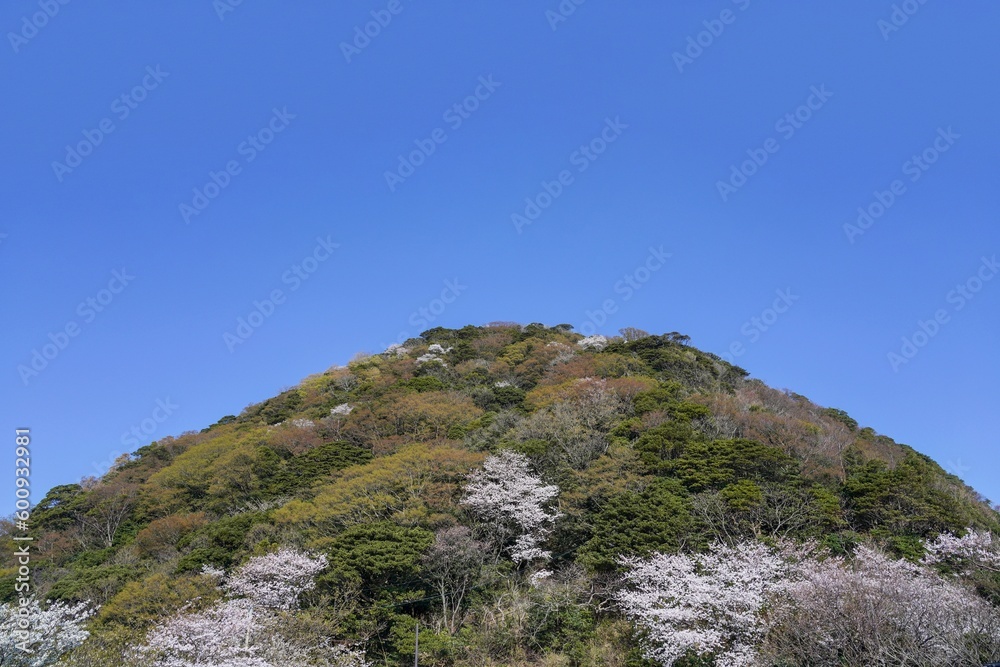 青空バックに見上げる満開の山桜と新緑のコラボ情景