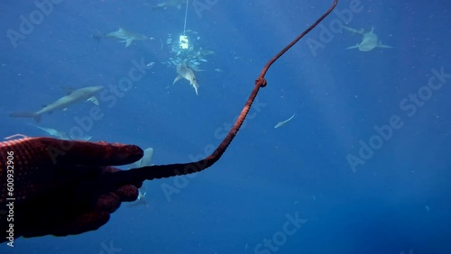 Scuba diver uses rope to get back to boat in shark infested waters - first person view photo