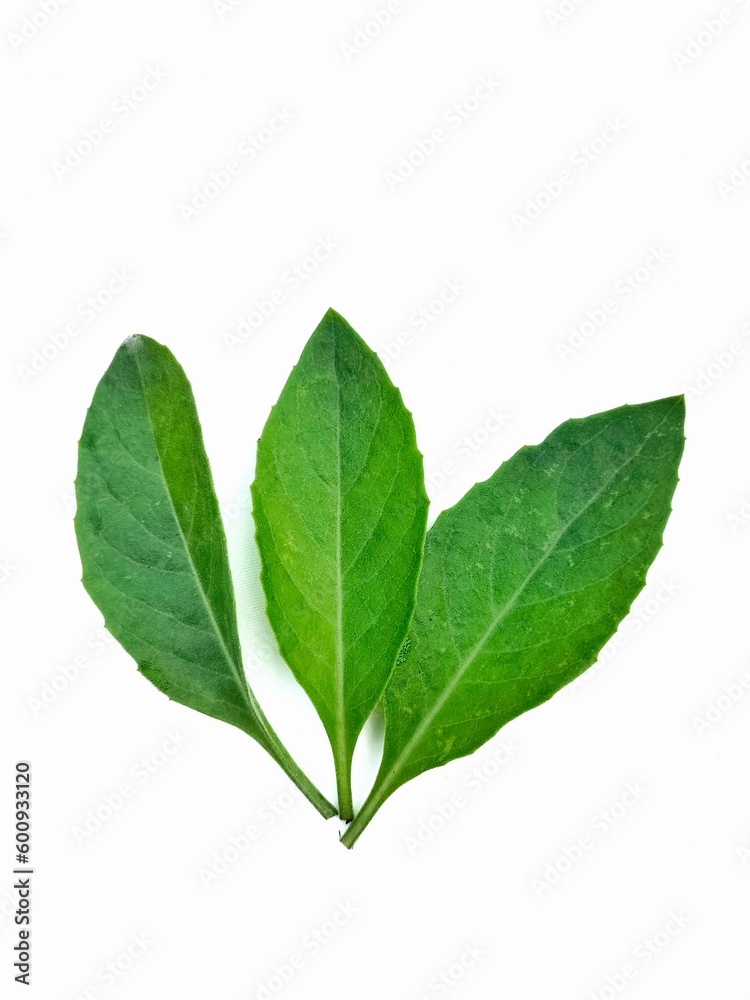 Fototapeta premium Three green mint pepper leaves isolated on white. Fresh mint leaves. Road clipping mint pepper.