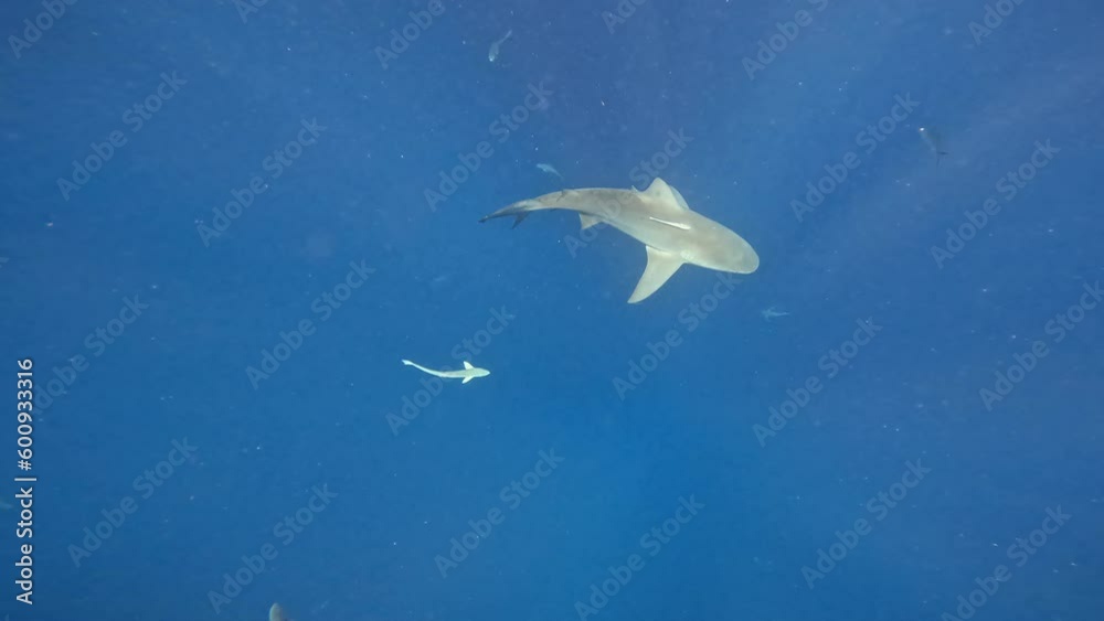 Bull shark circling ocean just below surface on sunny day - from above Bull shark circling ocean just below surface on sunny day - from above