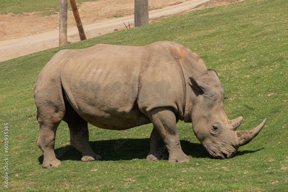 rhino in the zoo rhino in the zoo