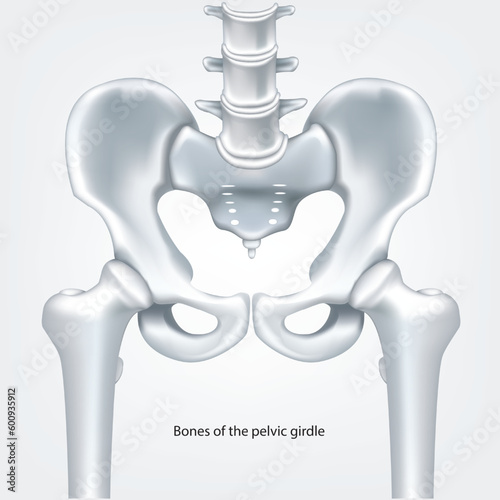 Bones of the pelive girdle.illustration vector