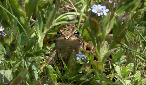 alpine frog or mountain frog (Rana temporaria) photo