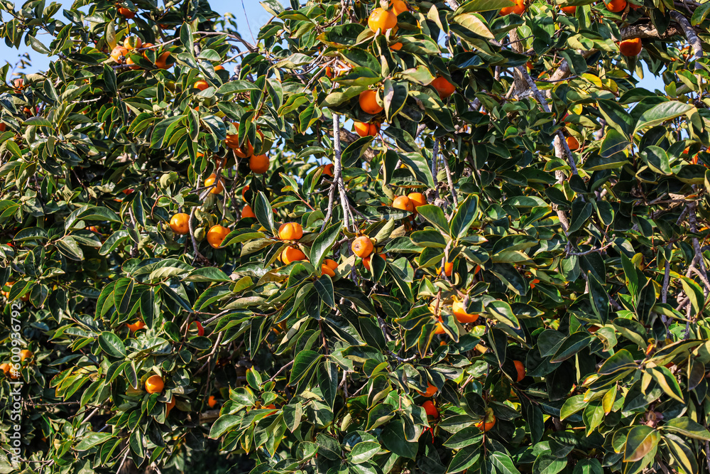 Persimmon tree with ripe fruits outdoors Persimmon tree with ripe fruits outdoors