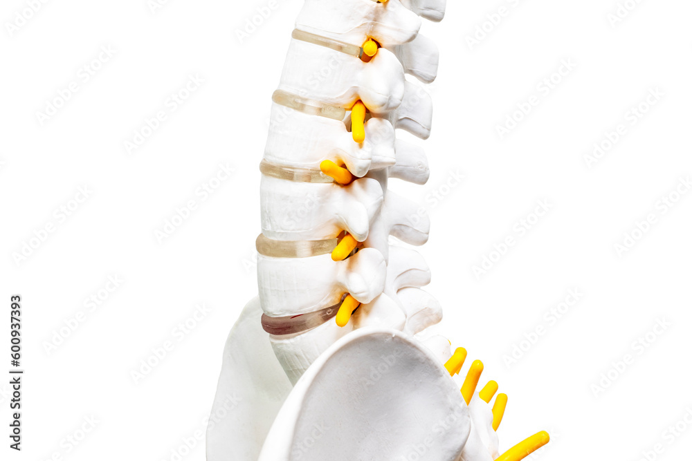 Isolated anatomy spine model on white space background.Orthopedic