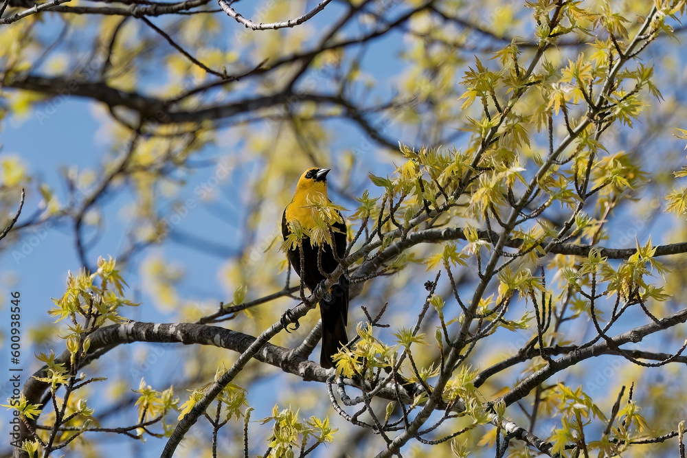 The yellow-headed blackbird (Xanthocephalus xanthocephalus) in Wisconsin state conservation The yellow-headed blackbird (Xanthocephalus xanthocephalus) in Wisconsin state conservation