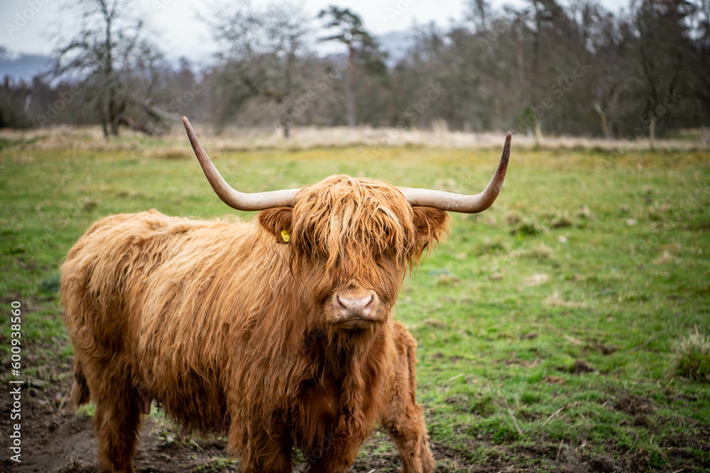 scottish highland cow scottish highland cow