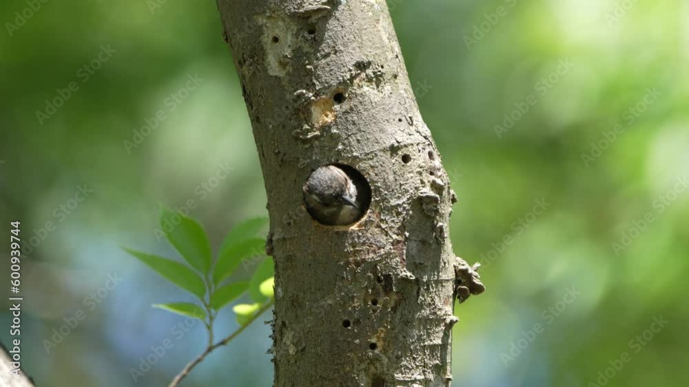 japanese pigmy woodpecker in the nest japanese pigmy woodpecker in the nest