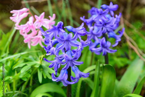 Fototapeta Naklejka Na Ścianę i Meble -  Beautiful hyacinth flower blooming on spring day, closeup