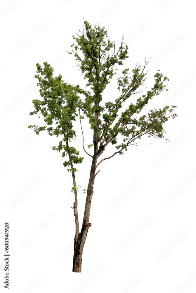 Green Tree Isolated Green Tree Isolated