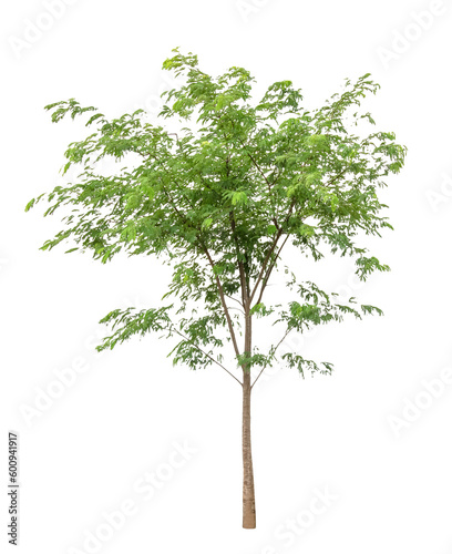 Valokuva Green Tree isolated