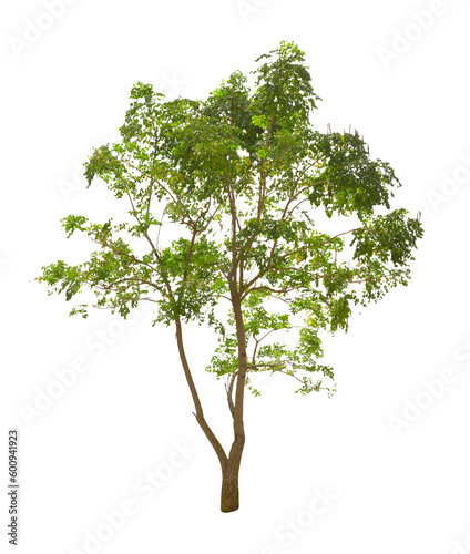 Millingtonia hortensis tree isolated photo