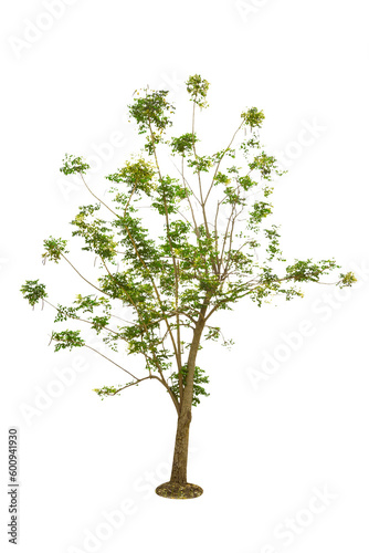 Millingtonia hortensis tree isolated