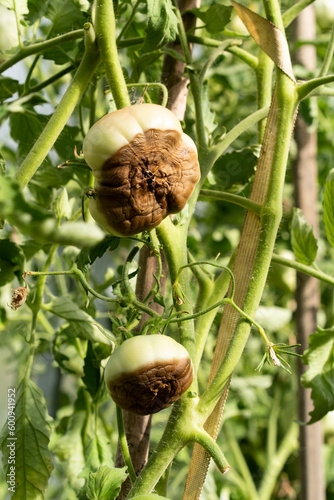 tomato disease, gardening problems, green rotten tomatoes in hand, phytophthora vegetables, crop loss, vertical photo