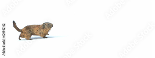 Fototapeta Naklejka Na Ścianę i Meble -  Marmotta delle Alpi (Marmota marmota) Marmot of the Alps banner