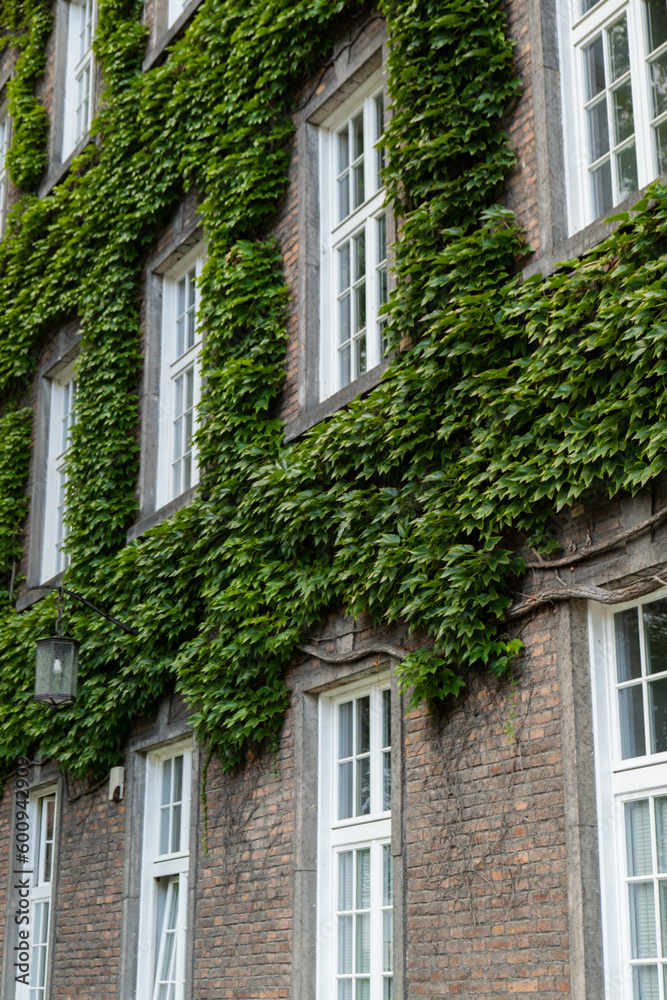 Green wall of brick building. House covered with green leaves. Green architecture ecological structure. eco friendly building with vertical garden in modern city. Green tree forest on sustainable