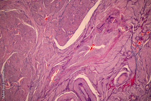 Fotografia Histological Uterus human, Uterine tube human, Placenta human and Umbilical cord Human under the microscope for education