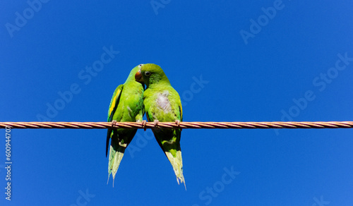 Casal de Periquitos Verde