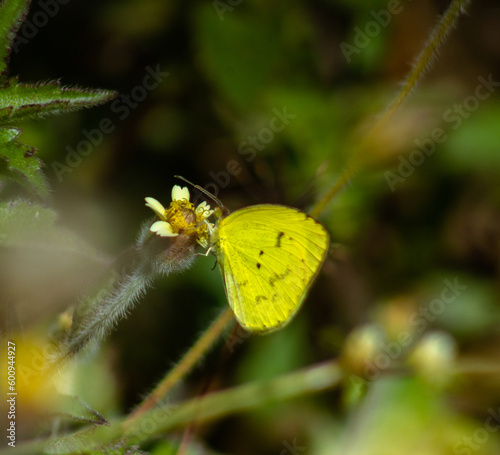 Borboleta Amarela