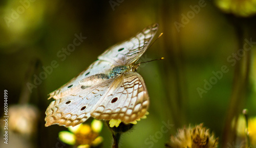 Borboleta em Repolso