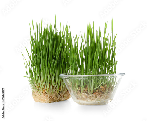 Fresh wheatgrass on white background