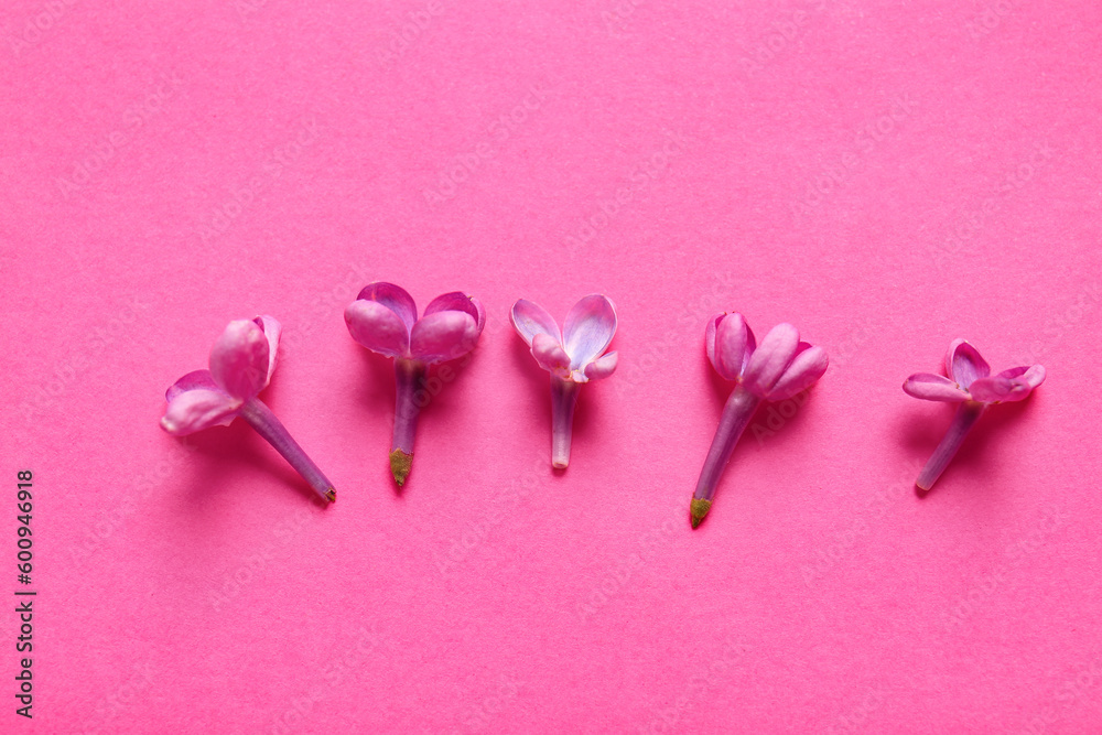 Blooming lilac flowers on pink background Blooming lilac flowers on pink background