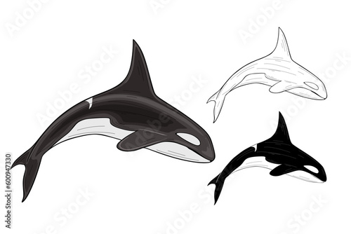 Orca vector illustration of hand drawn