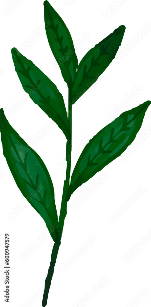 Fototapeta premium watercolor leaves, vector, design, illustration, graphic
