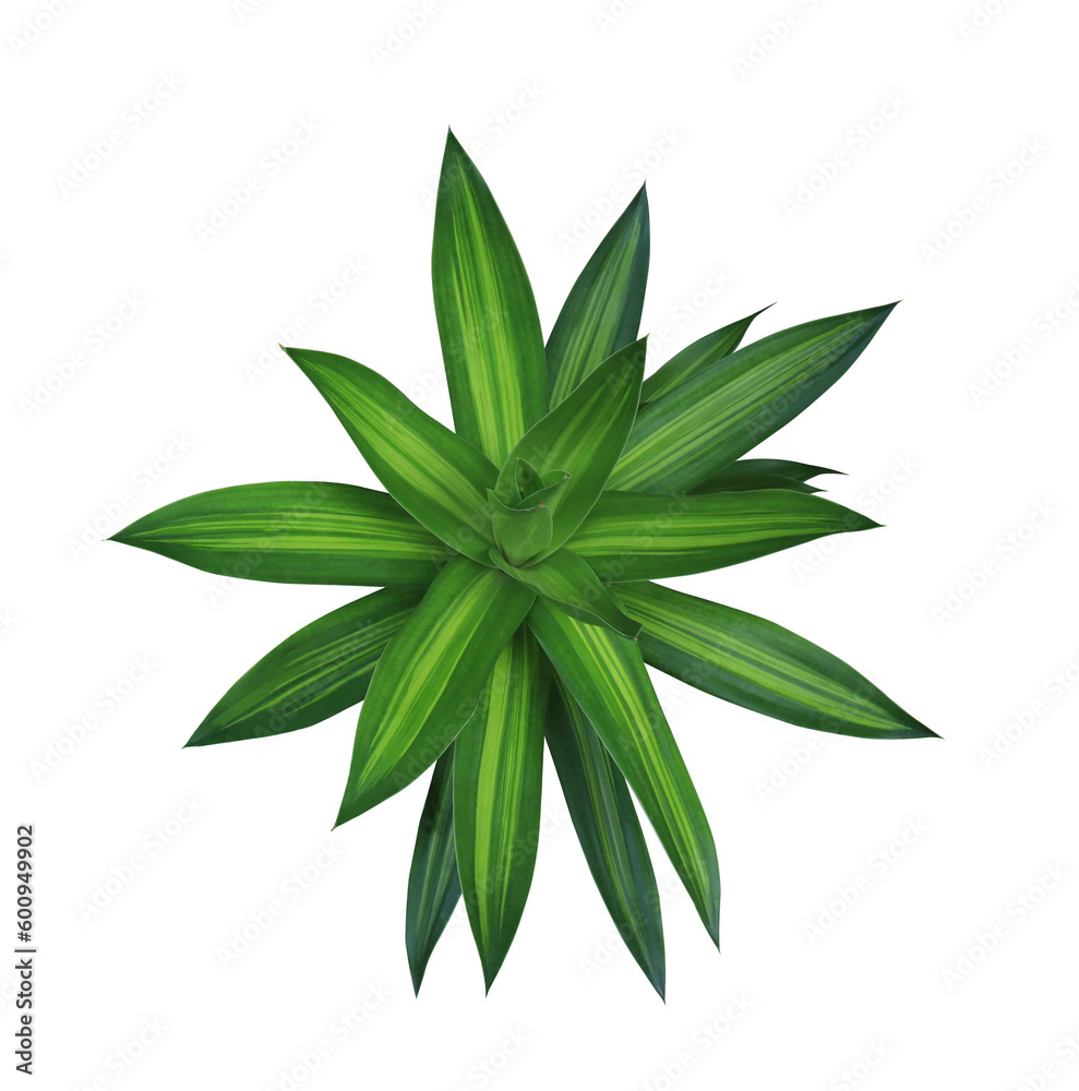 Dracaena reflexa (Decne.) Lam or Song of Jamaica bush isolated on transparent background. Dracaena reflexa (Decne.) Lam or Song of Jamaica bush isolated on transparent background.