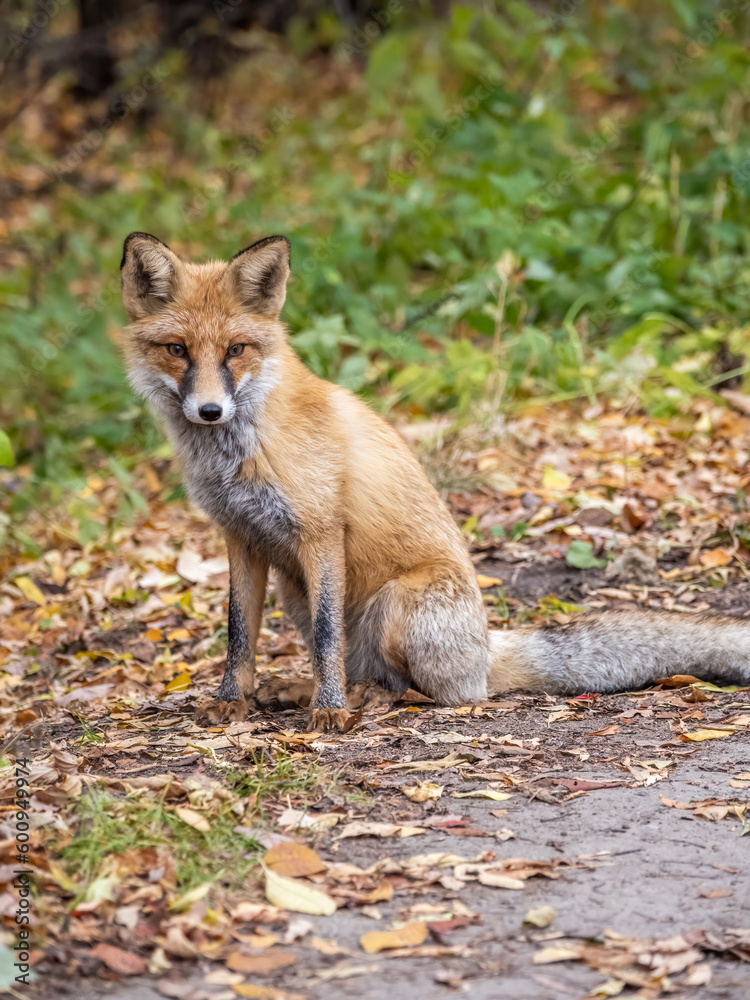 Close up of a red fox Vulpes vulpes, sitting on a path in the forest.