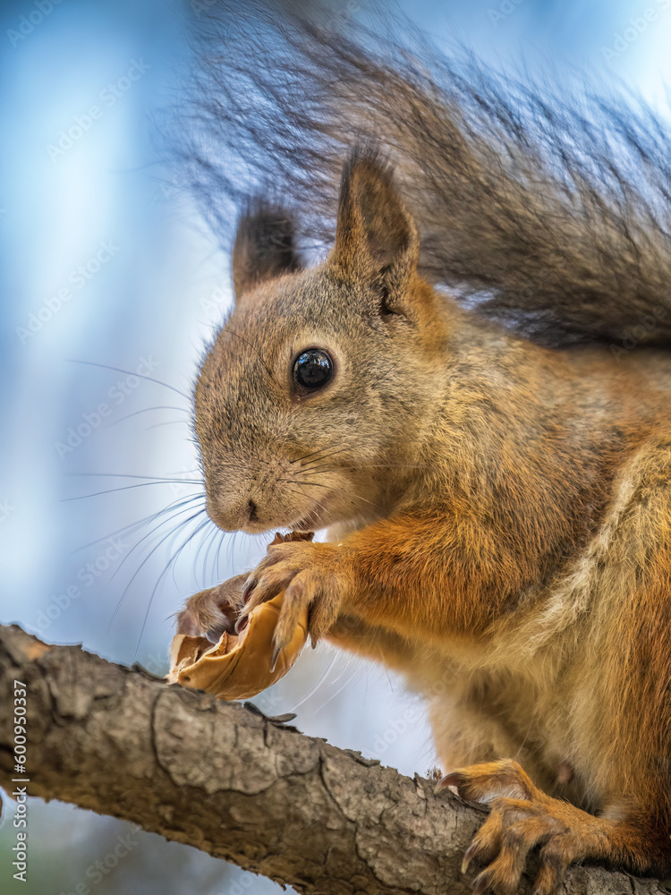The squirrel with nut sits on tree in the autumn. Eurasian red squirrel, Sciurus vulgaris. The squirrel with nut sits on tree in the autumn. Eurasian red squirrel, Sciurus vulgaris.