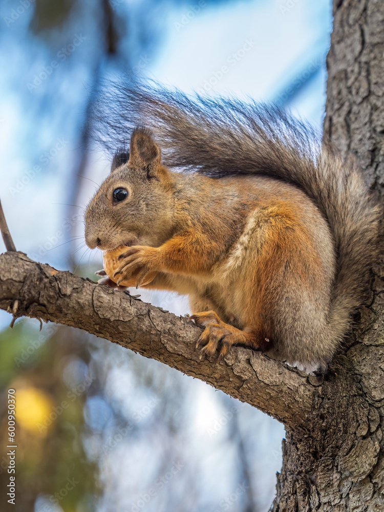 Fototapeta premium The squirrel with nut sits on tree in the autumn. Eurasian red squirrel, Sciurus vulgaris.